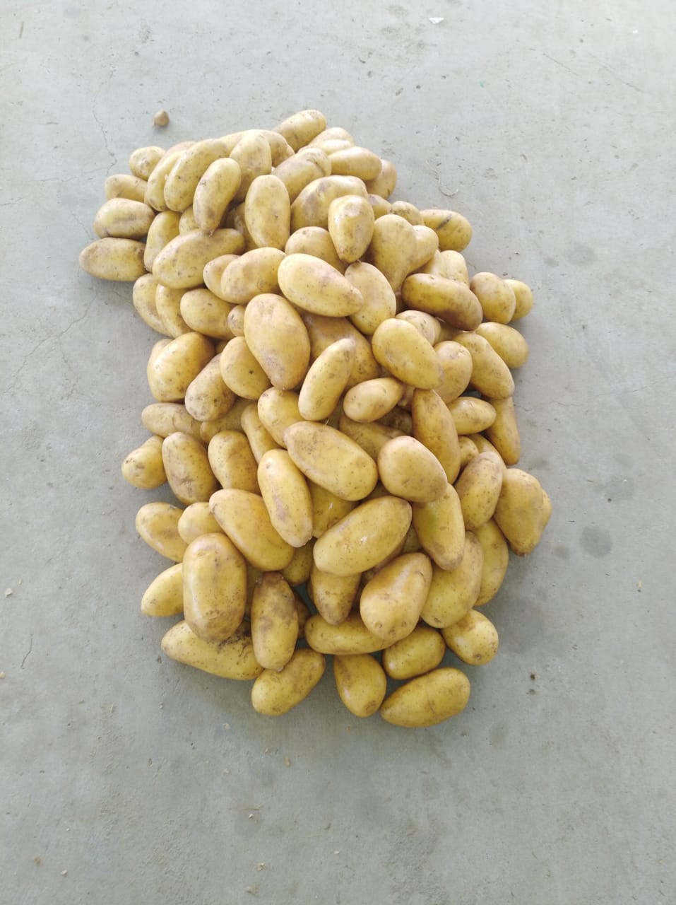 WhatsApp Image 2024-10-05 at 3.47.51 PM (3)